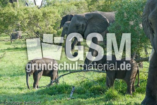 Afrikanischer Elefant (91 von 131).jpg